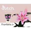 lilium FRONTERA 2+ - .