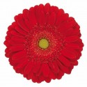 gerbera DINERO - .