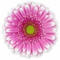 gerbera FINLEY - .