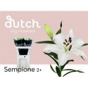 lilium SEMPIONE 2+ - .