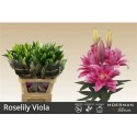 lilium double VIOLA 5+ - .