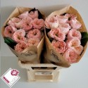 R GR SWEET DIAMOND - Wans Roses