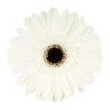 gerbera blanc HOUSE - .