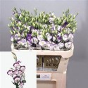 lysianthus E PICCOLO BLUE - .