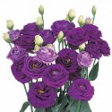 lysianthus G ROSITA BLUE PICOTEE - .