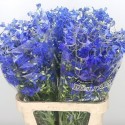 Delphinium Volkerfrieden - Hollande