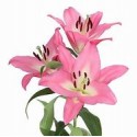 Lilium or albareto - .