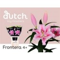 lilium FRONTERA 4+ - .