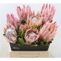 PROTEA CYNAROIDES - .