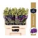 lysianthus G ROSI BLUE - .