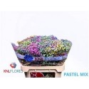 GYPS KLB H%PASTEL MIX 80/40GR - .