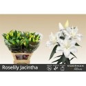 lilium double JACINTHA - .