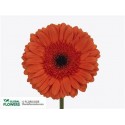 gerbera CAPELLA - .