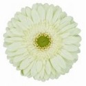 gerbera MINT - .