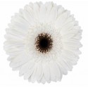 gerbera OWEN+ - .