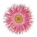 gerbera spider CROSSETTE - .