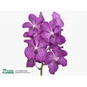 VANDA KAN MAGIC PINK - .