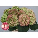 hortensia M CH VERENA CL - HIP-Holland