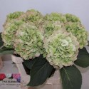 hortensia M CH VERENA CL - Olieman BV