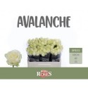 R Gr avalanche - Van den Berg Roses