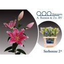 lilium SORBONNE 2+ - .