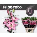 lilium ALBARETO 4+ - .