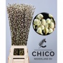 Salix Ca Snow Flake - Chico Nederland Bv