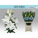 lilium SEVERN - .