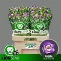 lysianthus G ROSI BLUE PICO - .