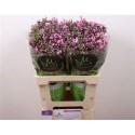 PHLOX P PINK EYES - .