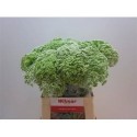 AMMI VISNAGA - .