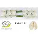 anthurium REINA blanc X12 - .