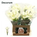 calla Crystal Blush blanc - .