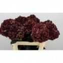 hortensia mag ruby cl paars - Gommers...