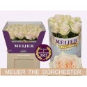 R Gr dorchester+ - Meijer Roses