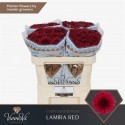 CHR G LAMIRA RED - .