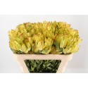 Leucadendron Goldstrike - Hollande