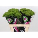 DIANTHUS BA GR KIWI MELLOW - .