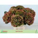 hortensia M MAG OPAL CL - Gommers Hortensia