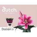 lilium Dalian rose 2+ - .