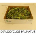 DIPLOCYCLOS PALMATUS - .