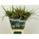 SETARIA IT RED JEWEL 80CM - .