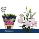 lilium DU AMISTAD - .