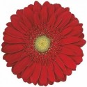 gerbera CARAMBOLE - .