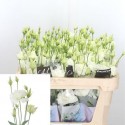 lysianthus double alissa blanc - Lugt, Fa....