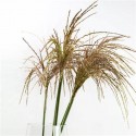 Miscanthus sin blanc cloud - Marginpar / BM