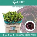 lysianthus double rosanne black pearl -...