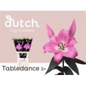 lilium Tabledance rose 2+ - .