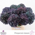 hortensia M CH PIMPERN CL - Peeters...