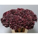 hortensia M MAG D RUBY CL - .